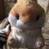 Puchito